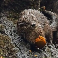 Yung Represalia - No me abandone