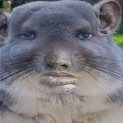 Stein