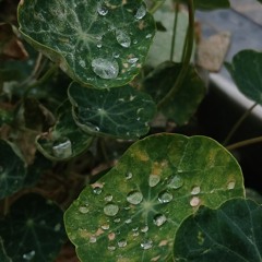 Alcyoneus