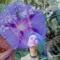 ELVEN BLUE