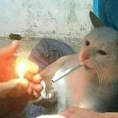 Bùi Đức