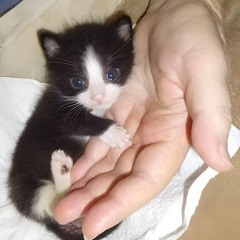rami