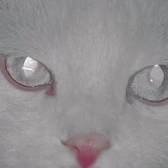yooont