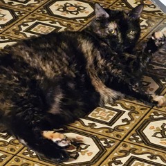 sleepycat