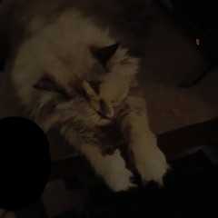 meow