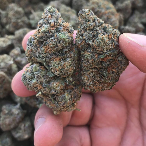 Kush Strain Buds’s avatar