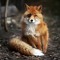 Fox893