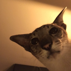 Mister_py