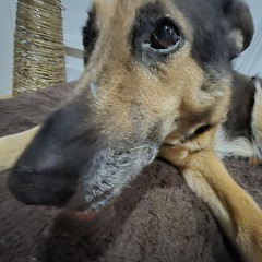 GtoItoO