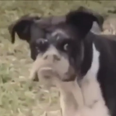 chico