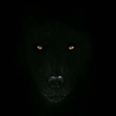 BLACK SHUCK