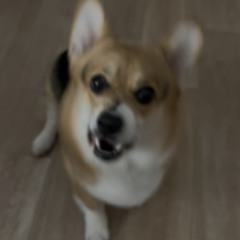 yoshi