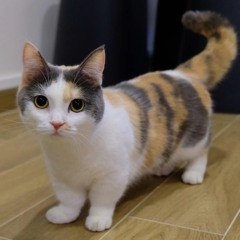 stefz