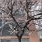 로드충
