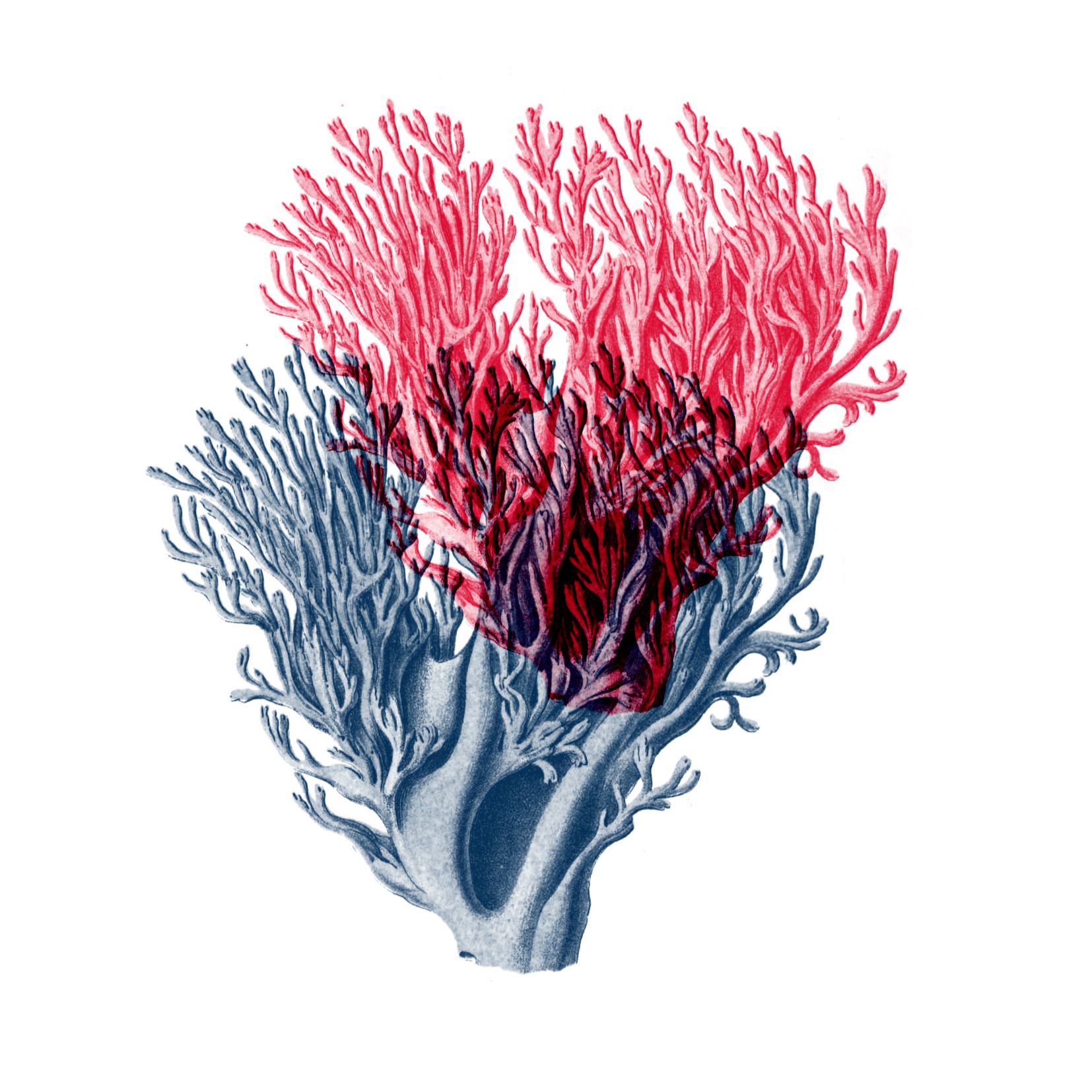Arborescence