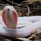 Sliver The Snake