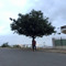ciiano