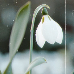 snowdrop