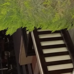 محمد القليوبي