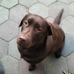 dolf070