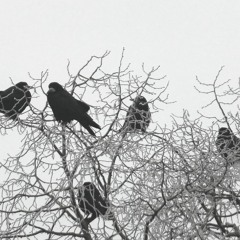 crowlands
