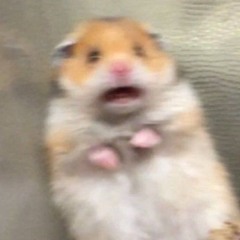 ScaredHamster