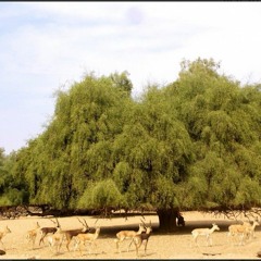 almaha