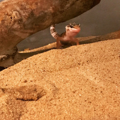 GeckoGreg