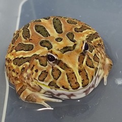HCP the froggy