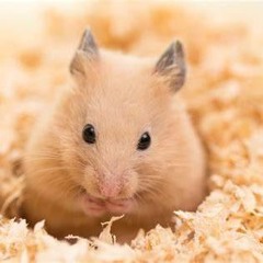 HamsterKing