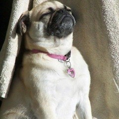 Puggo