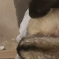 tobi