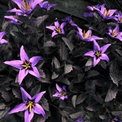 ✮`,— 𝑀ꫀ𑄝ωтʜ .ᐟ.ᐟ ୧ ‧₊˚ 🪻 ⋅