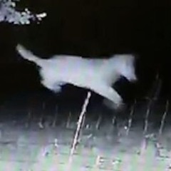 Probleemwolf