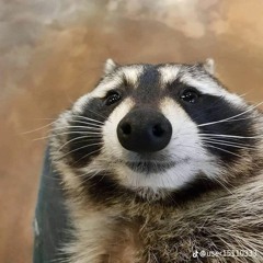 Majcher Gołąb