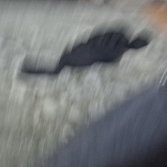 plvgue