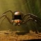 British Spider
