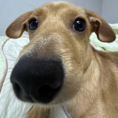 vừng