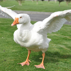 goosinator