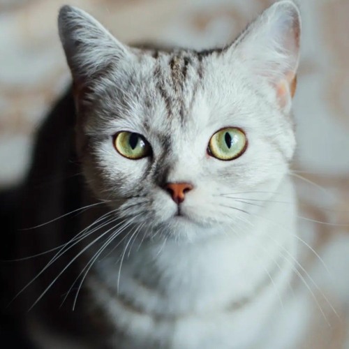 Bức Tranh Vĩnh Hằng.mp3