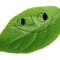 Leaf_