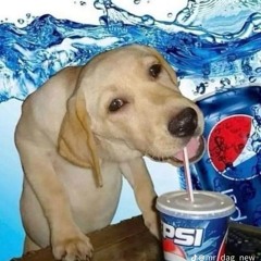 dogsi