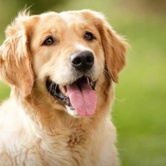 Doglover