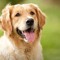 Doglover