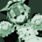 初音ミク