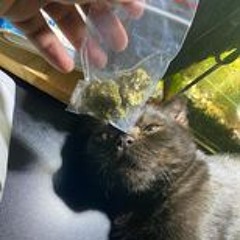 OG Kush