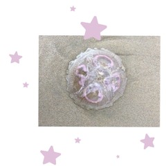 Yamchan ⭑.ᐟ