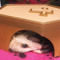 gottisttot