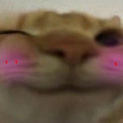 commeowdore
