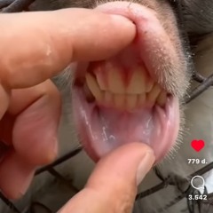 pikvis